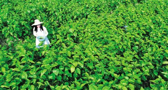 琼中桑葚采摘季 游客免费采摘