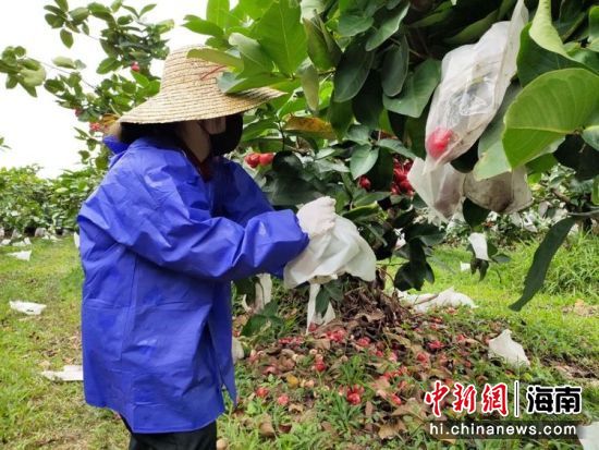 熟透了的莲雾无人采摘散落满地。