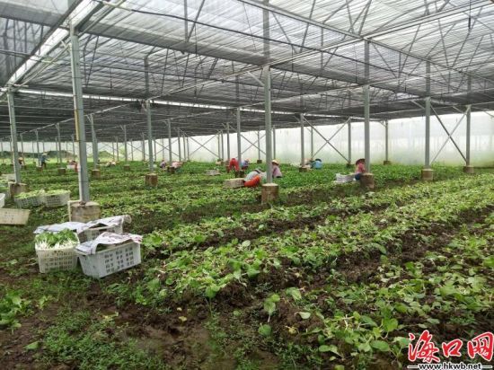 蔬菜基地。（海口市菜篮子产业集团供图）