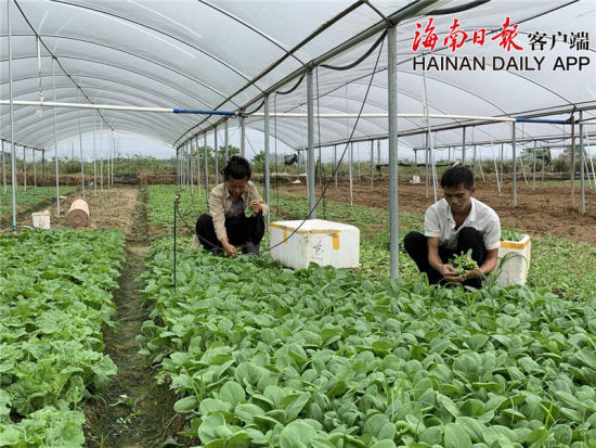 刘朝仙和妻子正在大棚内割菜。
