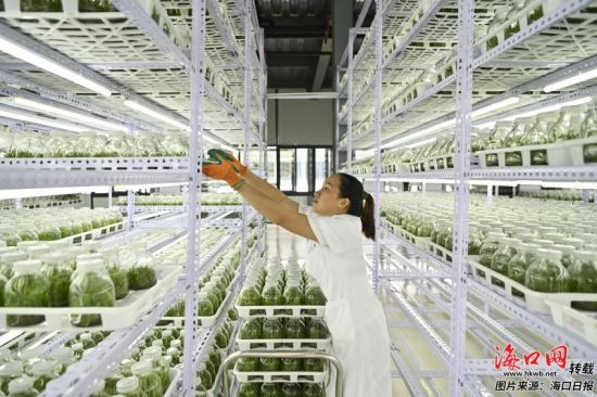 8月25日，在海南胜嵘石斛产业园生物组培研发中心，工作人员在培养室观察组培瓶中培育的石斛苗。海口日报记者石中华/图