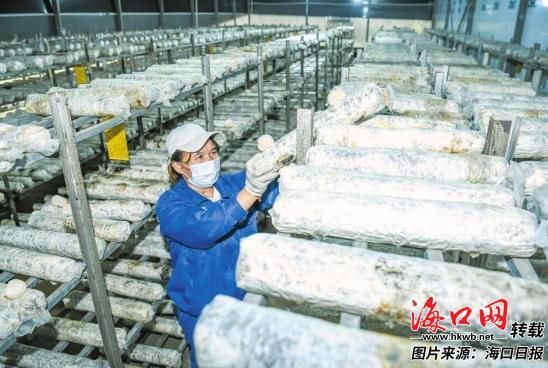 1月19日，在龙华区新坡镇仁南村儒佐食用菌种植基地，农户在食用菌种植大棚内查看菌菇长势。 记者 王程龙 摄