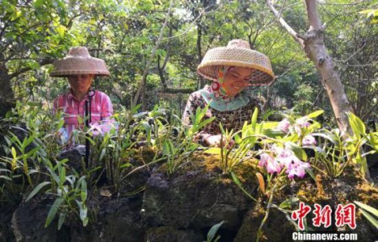 资料图:秀英区施茶村村民在火山石斛园工作。尹海明 摄
