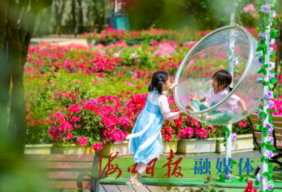 海口琼山区红旗镇边洋村三角梅共享农庄内三角梅美丽绽放,两位小朋友在园内玩耍。记者 康登淋 摄