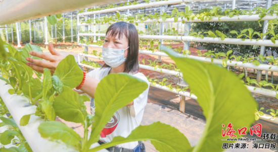 9月5日，在海口琼山区甲子镇信义龙湾“农光互补”常年蔬菜种植基地里，农户正在打理使用无土栽培技术种植的芥菜。 海口日报见习记者 孙士杰 摄