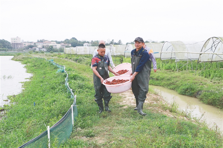 海口市秀英区东山镇东苍村小龙虾生态养殖基地迎来大丰收。 通讯员 柴文娅 摄
