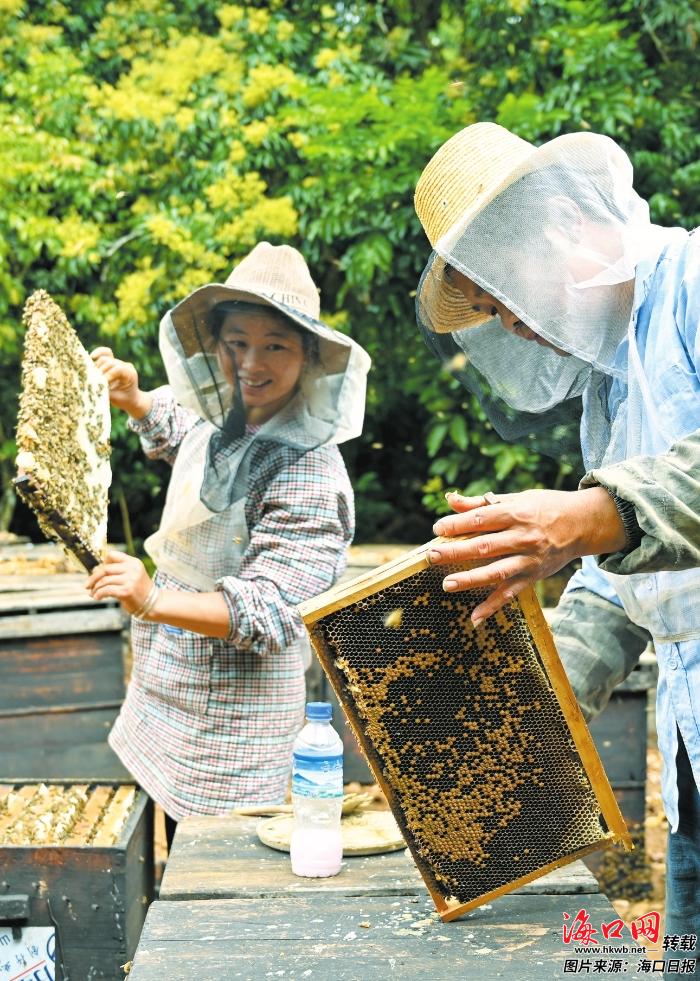 近日，在秀英区永兴镇儒料村，一橱橱蜂箱摆放在荔枝林下，蜂农正在查看蜂巢里的蜂蜜。 记者 石中华 摄