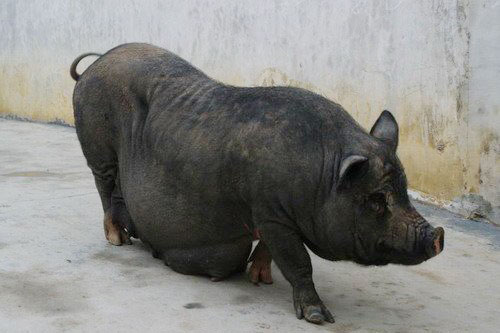 黑猪(资料图片)