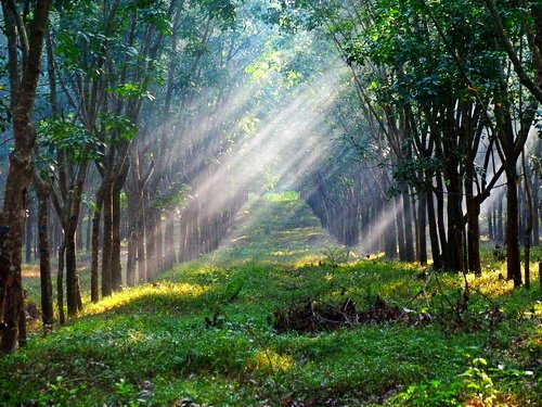 阳光透进橡胶林;+海南农垦新闻网-权威媒体;