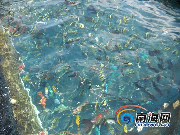 捕捞船队避风访美济礁:水质特别 适合养名贵鱼