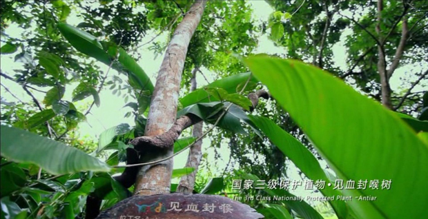 国家三级保护植物:见血封喉树