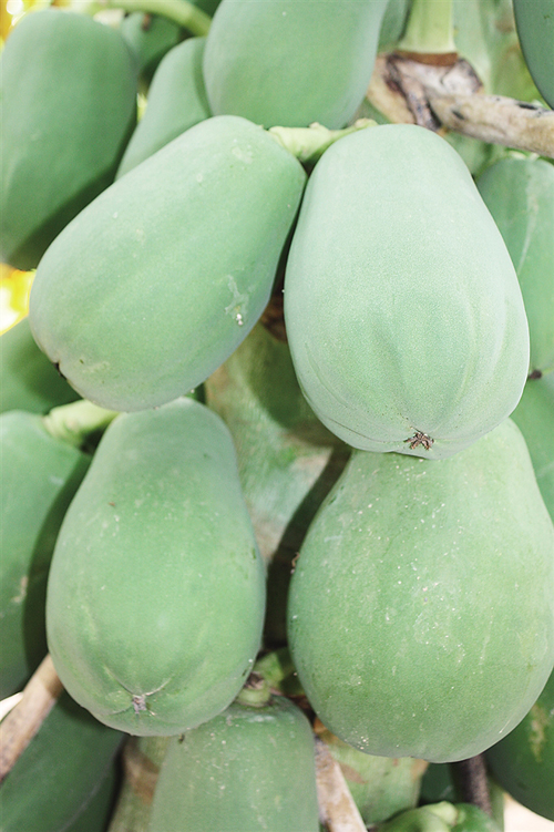 3000亩儋州木瓜陆续成熟结金瓜