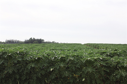 3000亩儋州木瓜陆续成熟结金瓜