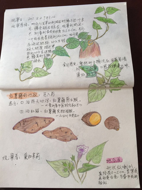 林莉:地瓜成长笔记