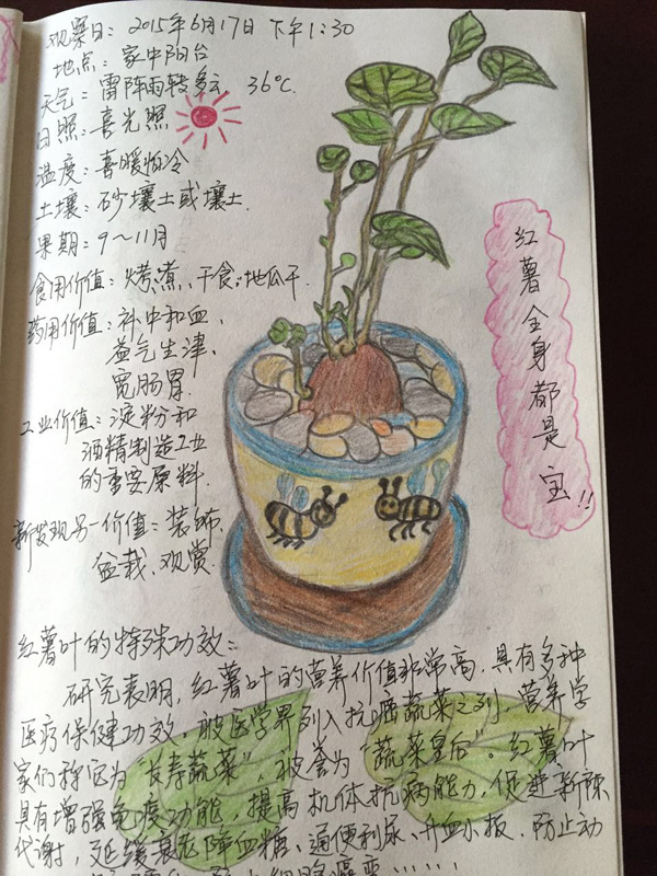林莉:地瓜成长笔记