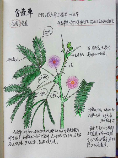 陈萍:含羞草