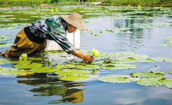 海南日报那大6月4日电 (记者 周月光 通讯员 李媛)既要青山绿水,又要金山银山,儋州走出新路:大力发展生态经济。 松涛水库是海南重要水源地,周边是核心生态保护区。南丰镇在生态保护区里,这里的少数民族同胞敢于创新,发展多种特色生态产业。 莲花,在海南原本少见,但现在,南丰镇和疋村成了远近闻名的莲花村。 前年,村里引进海南九品生态农业开发有限公司,试种九品香水莲获得成功。通过公司+农户模式,村里10多户农民加入莲花种植基地。现在,平均每天可以采摘1000多朵莲花,既可以向上海、北京等大城市