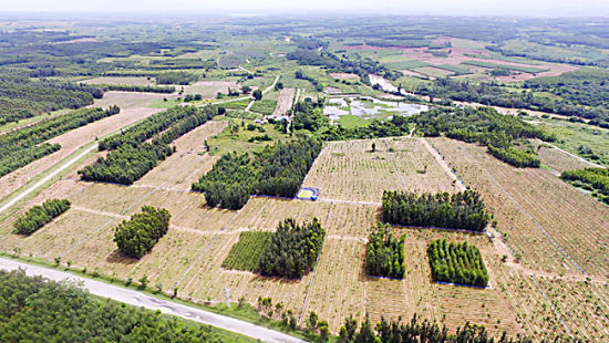 儋州海头镇发展王牌农业 让特色产业扬起龙头