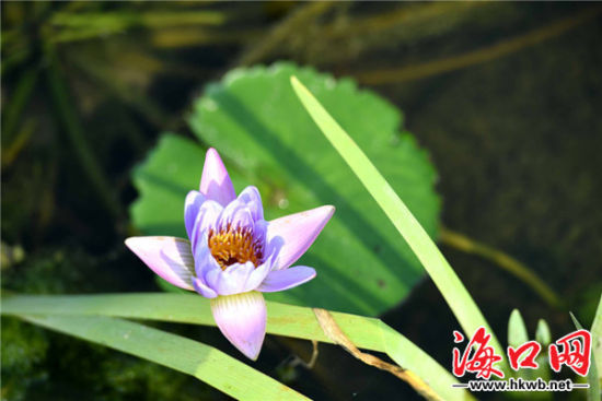 凤翔湿地梯田上盛开的睡莲。记者石中华 摄