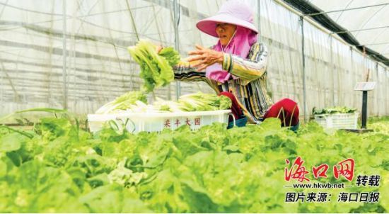 3月4日，脱贫户梁小兰在琼山区梁丰园蔬菜基地收割叶菜。 记者 苏弼坤 摄