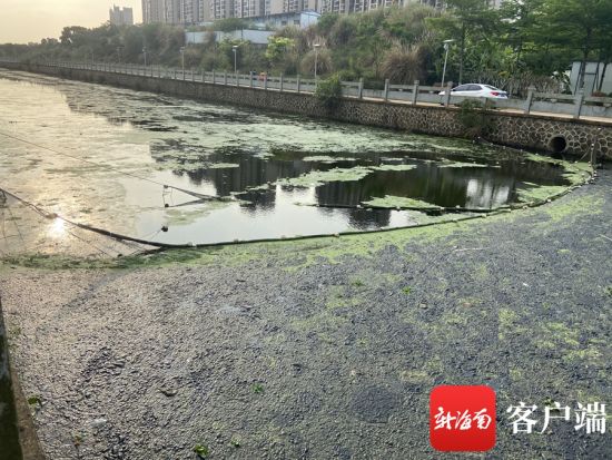 海口美舍河上中游漂浮杂草和黑色杂物且发臭