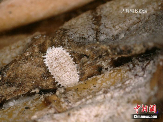 国台办展示台菠萝害虫图 吁民进党当局勿搞政治操弄