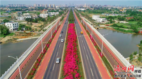 在江东新区,俯瞰白驹大道三角梅花盛开,与过往车辆一同形成美丽的城市
