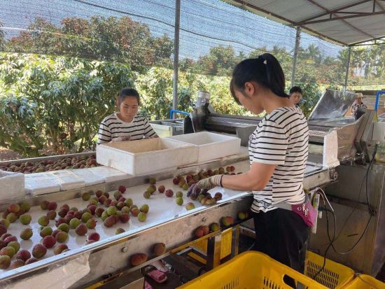 龙门镇引进自动化加工生产线助荔枝抢"鲜"上市