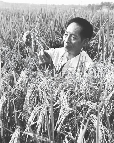 1981年,袁隆平为第二届国际杂交水稻育种培训班遴选讲课用的杂交水稻