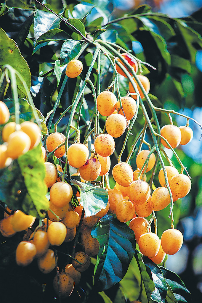 黄皮.李幸璜 摄