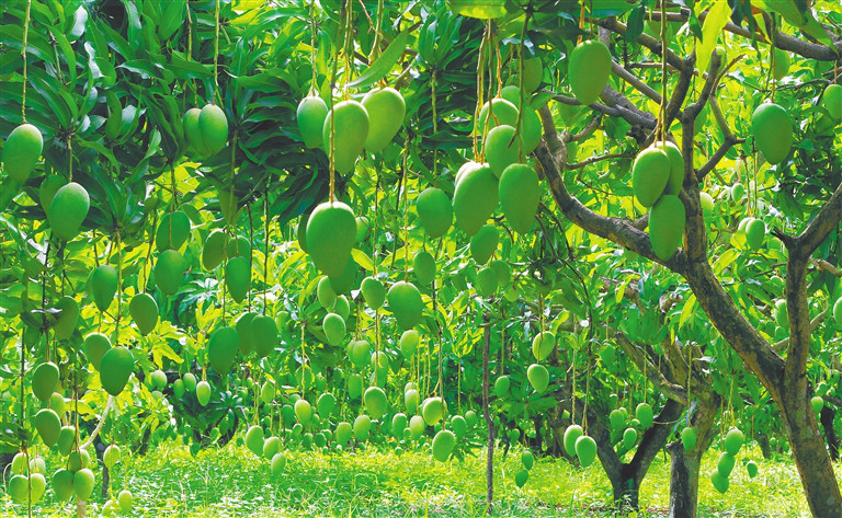 盛夏至,丰收时,海南各地水果闪亮登场