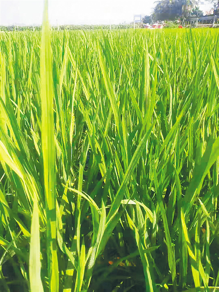 "北稻南移"历经二十年探索 东北大米海南"安家"