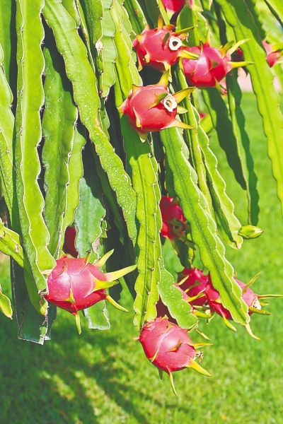 数字农业时代看海南"新农人"如何用手机玩转果园