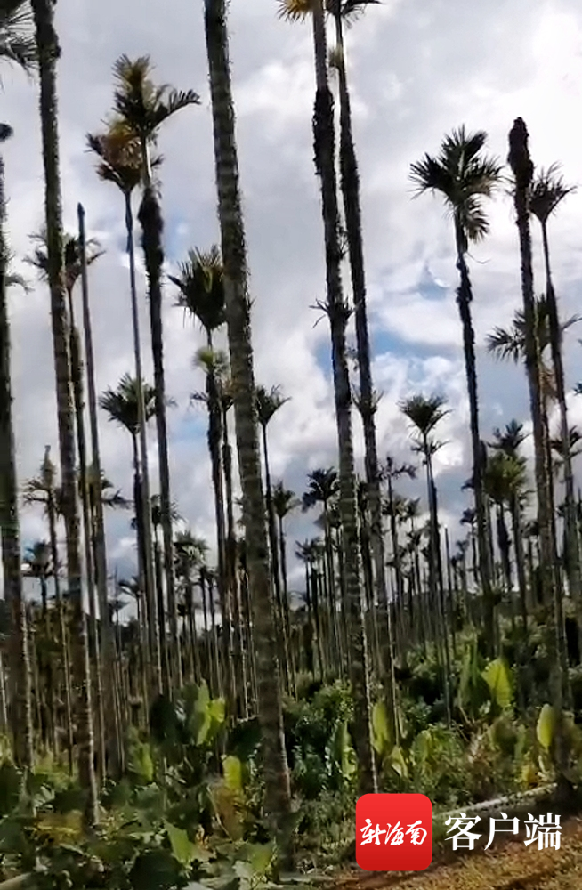 在万宁市三更罗镇,槟榔种植大户欧先书一谈起自家大面积减产的槟榔,就