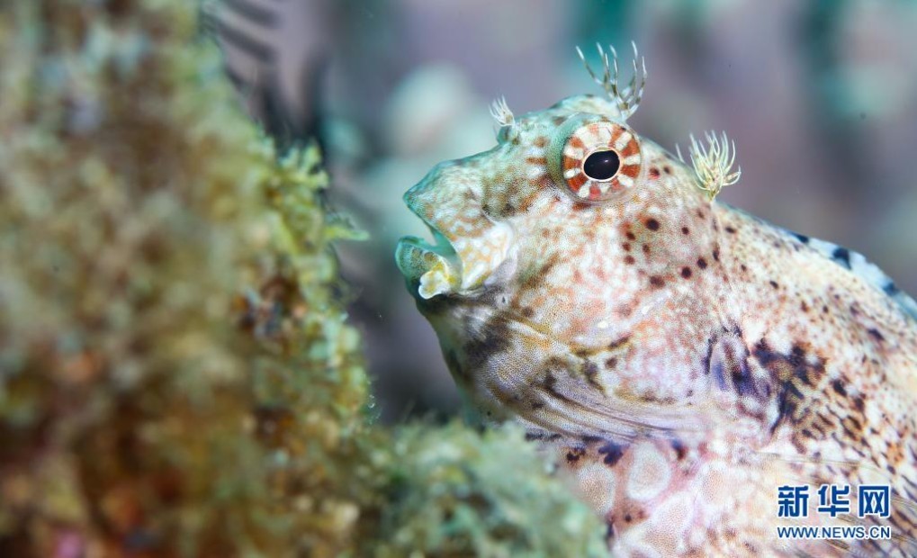 这是蜈支洲岛海域海洋牧场中的透明斑点海葵虾(5月25日摄).