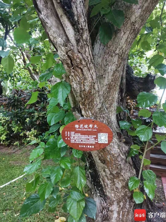 橙花破布木.陈造熊 摄