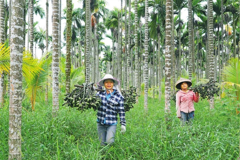 槟榔载满民俗味