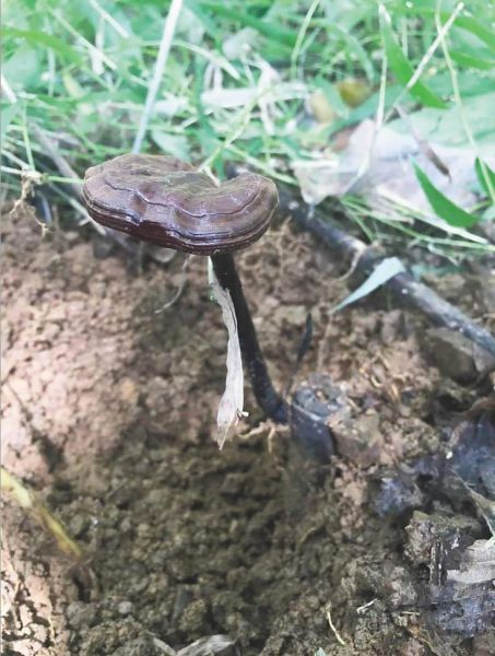 野外的弯柄灵芝. (受访者供图)