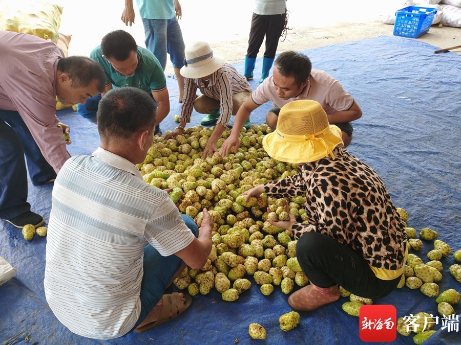 海南万宁用"小果子" 做"大文章"