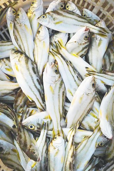 细鳞鯻.李子 摄