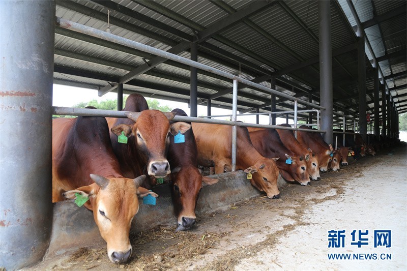 海南省文昌市公坡镇水北村的一期慧牛养殖基地.新华网 张瑜 摄