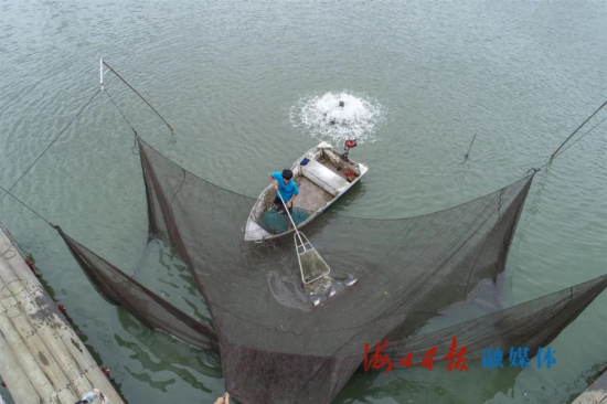 在"琼山福鳗"养殖基地项目示范点,工作人员正在捕捞鳗鱼.