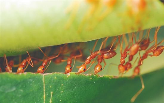 正在筑巢的黄猄蚁. 姜恩宇 摄