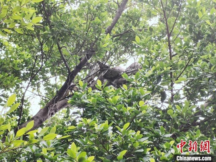 视频:30斤蟒蛇盘踞路边景观树 消防员登高抓捕来源:中国新闻网
