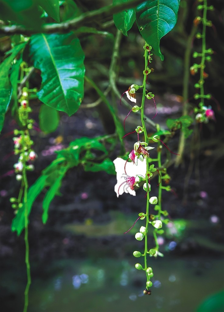 玉蕊树垂下的花轴.海南日报记者 苏晓杰 摄