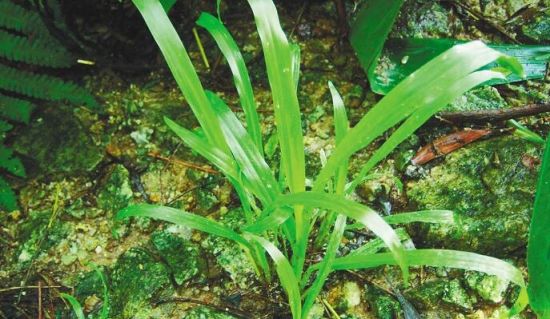 琼年底完成2.4万亩农村裸露土地种草绿化