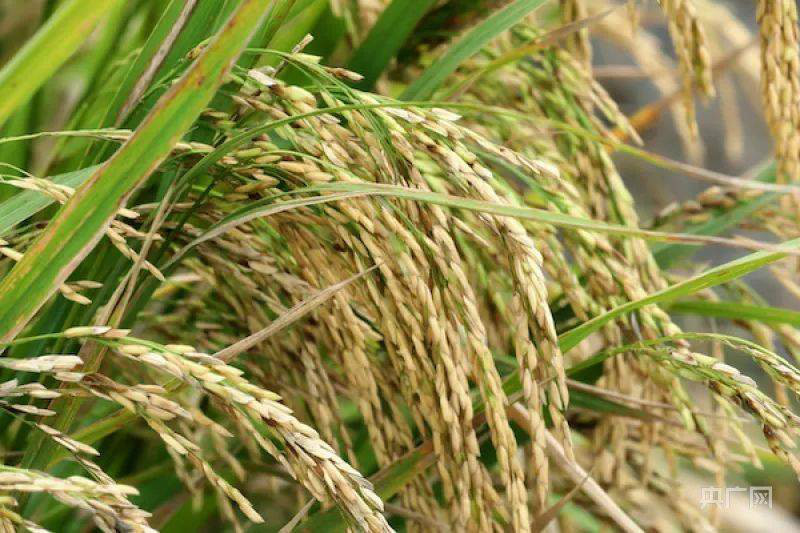 琼山福稻基地 央广网发 晁聪 摄