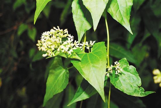 薇甘菊是一种具有超强繁殖能力的藤本植物,攀缘并缠绕幼树,农作物或