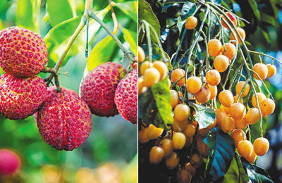 红荔满枝头 黄皮果飘香 乡约初夏来一场采摘之旅