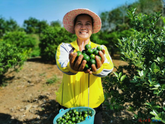 甲子镇昌西村脱贫户陈玉妹手捧丰收的小金桔开怀大笑 .